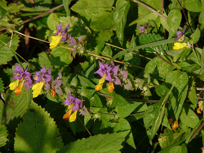 Melampyrum sylvaticum?